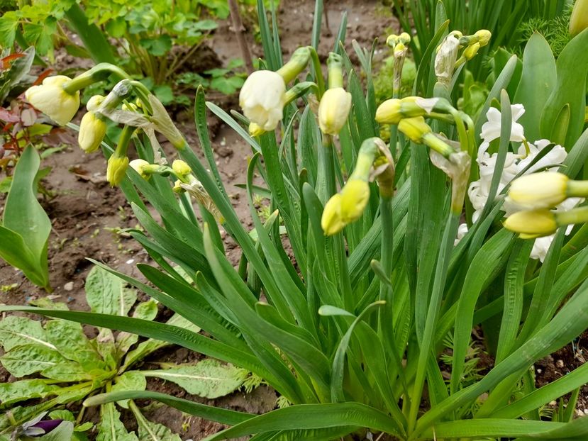  - File de primavara - 2021