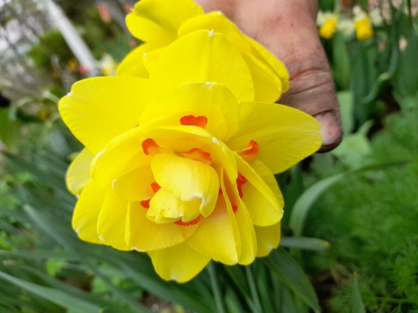  - File de primavara - 2021