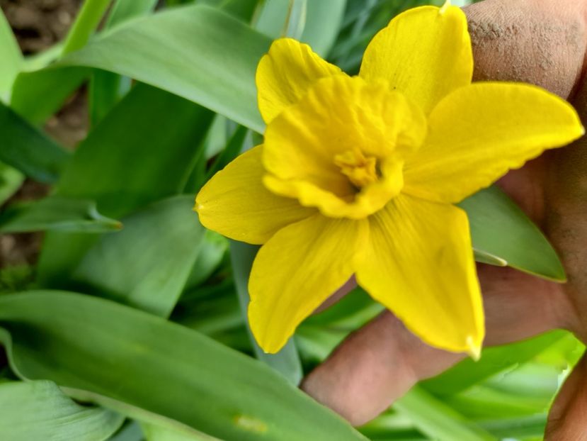  - File de primavara - 2021