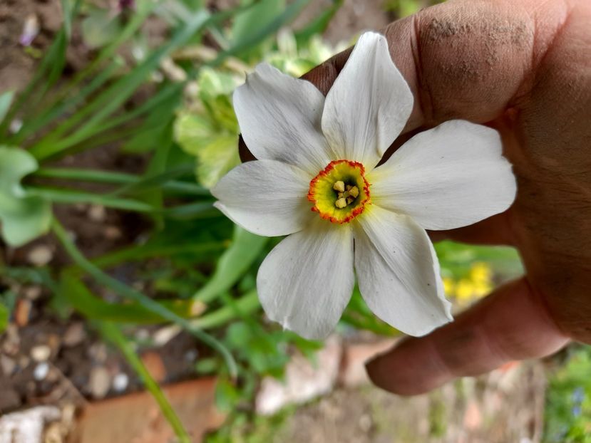  - File de primavara - 2021