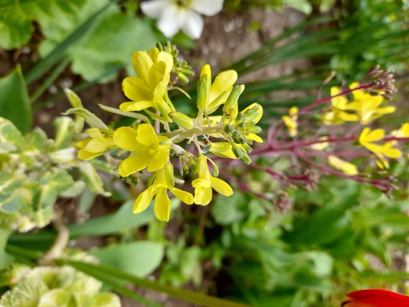  - File de primavara - 2021