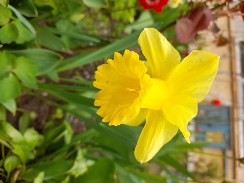  - File de primavara - 2021