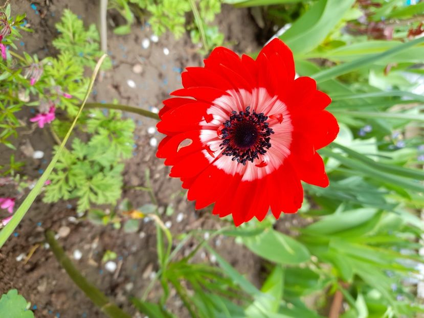  - File de primavara - 2021