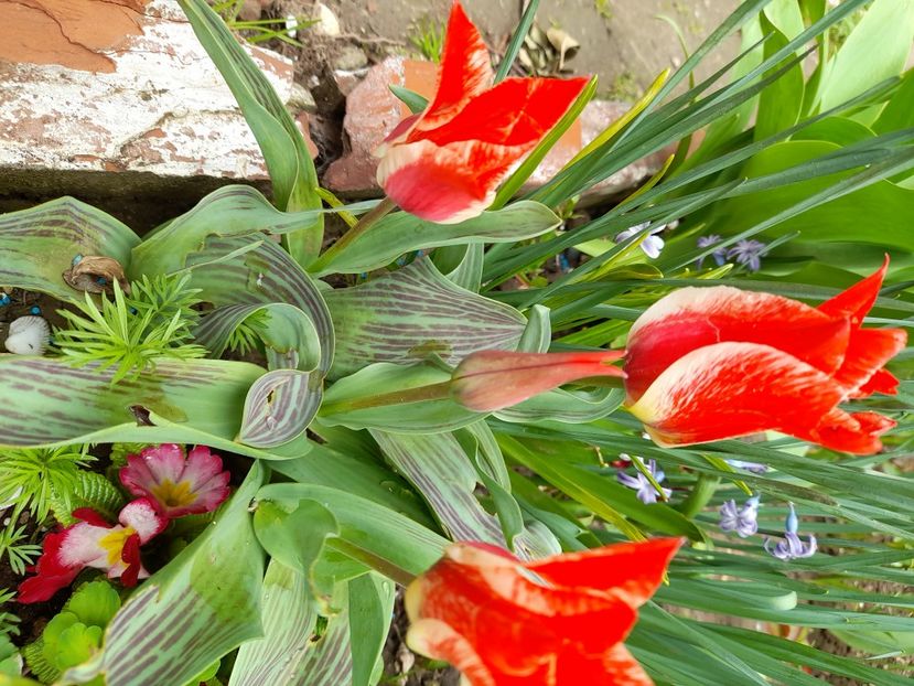  - File de primavara - 2021