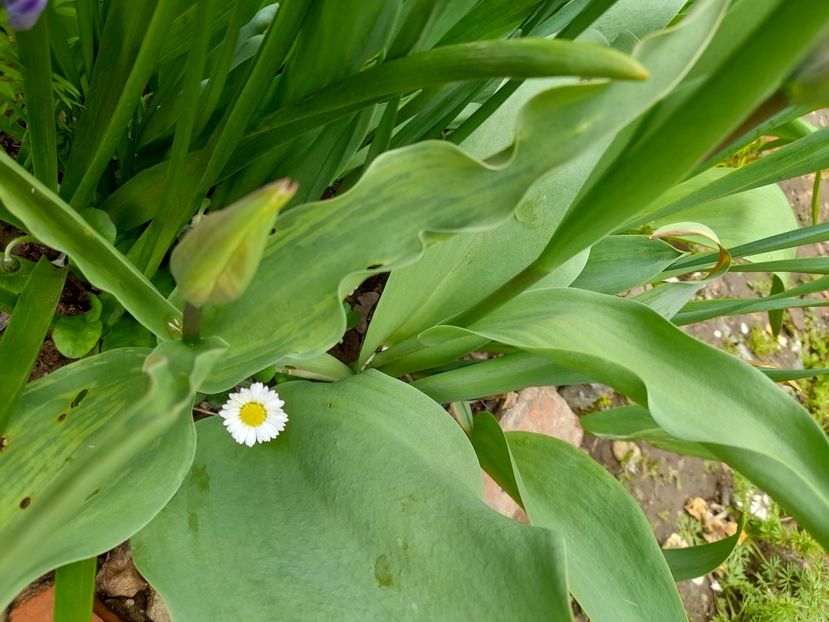  - File de primavara - 2021