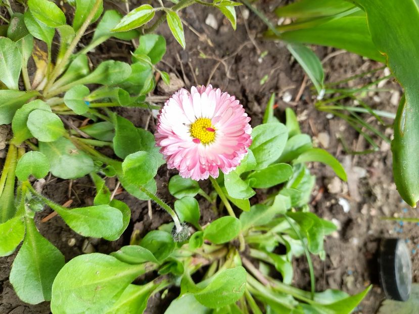  - File de primavara - 2021