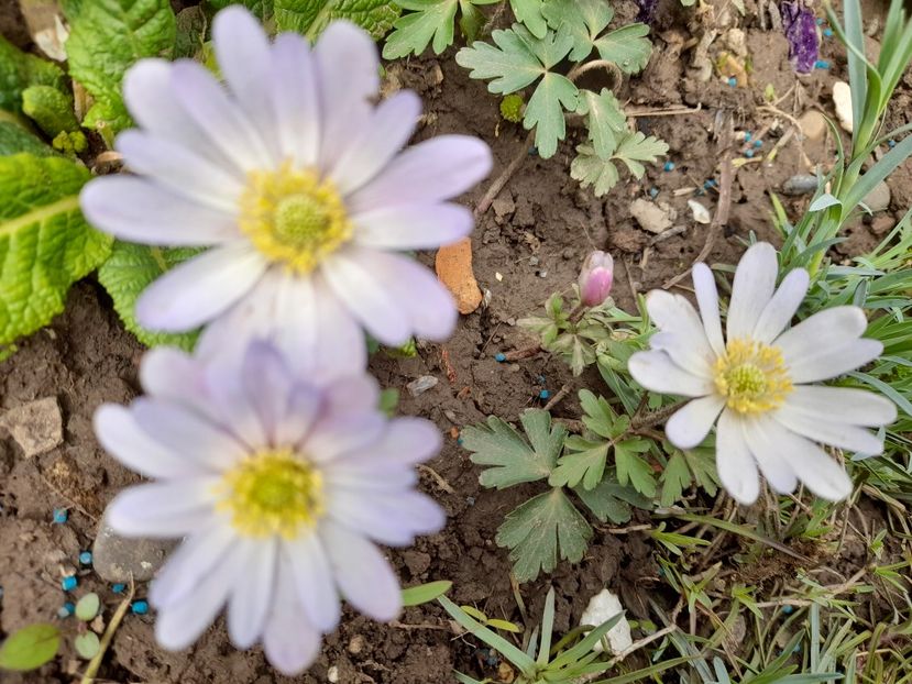  - File de primavara - 2021