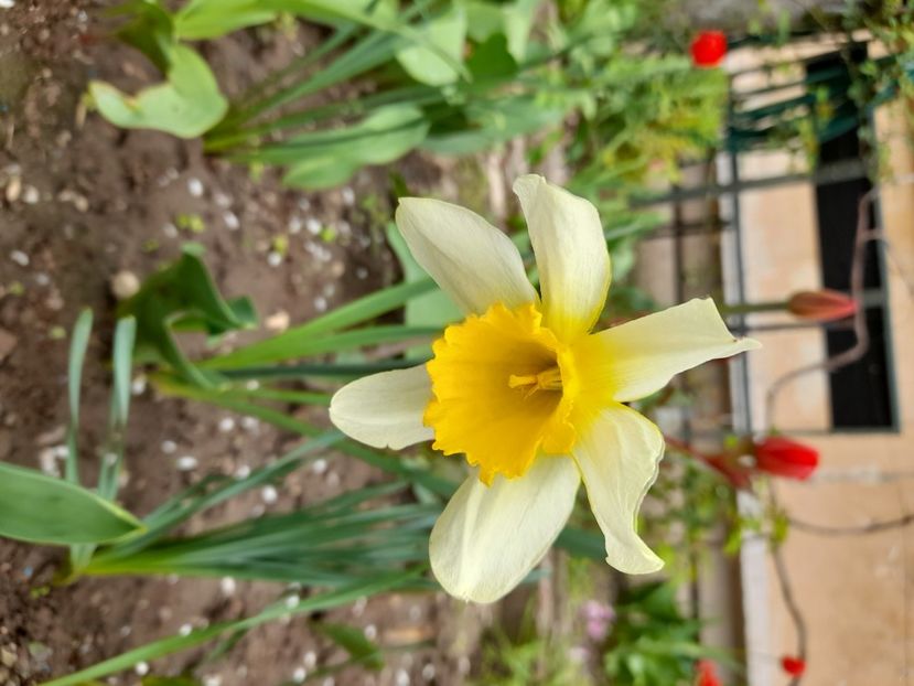  - File de primavara - 2021