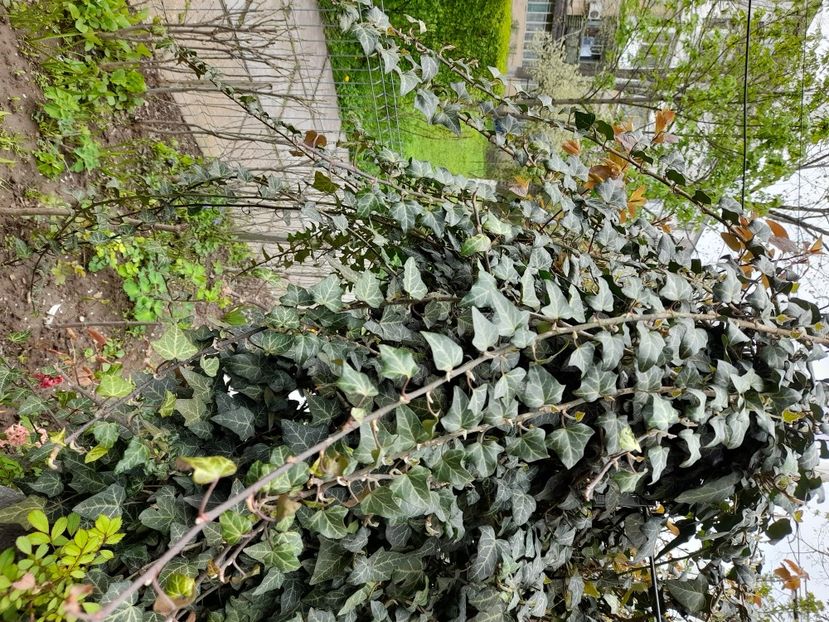  - File de primavara - 2021