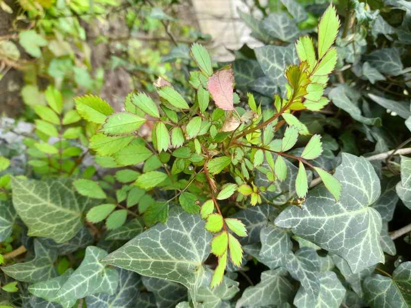  - File de primavara - 2021