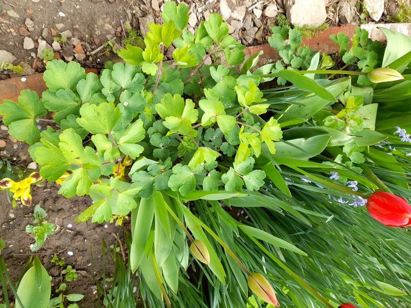  - File de primavara - 2021