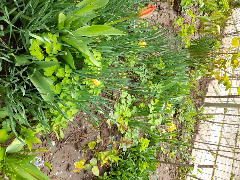  - File de primavara - 2021