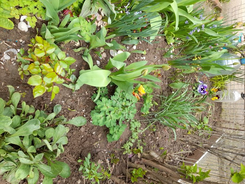  - File de primavara - 2021