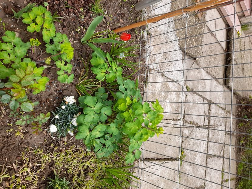  - File de primavara - 2021