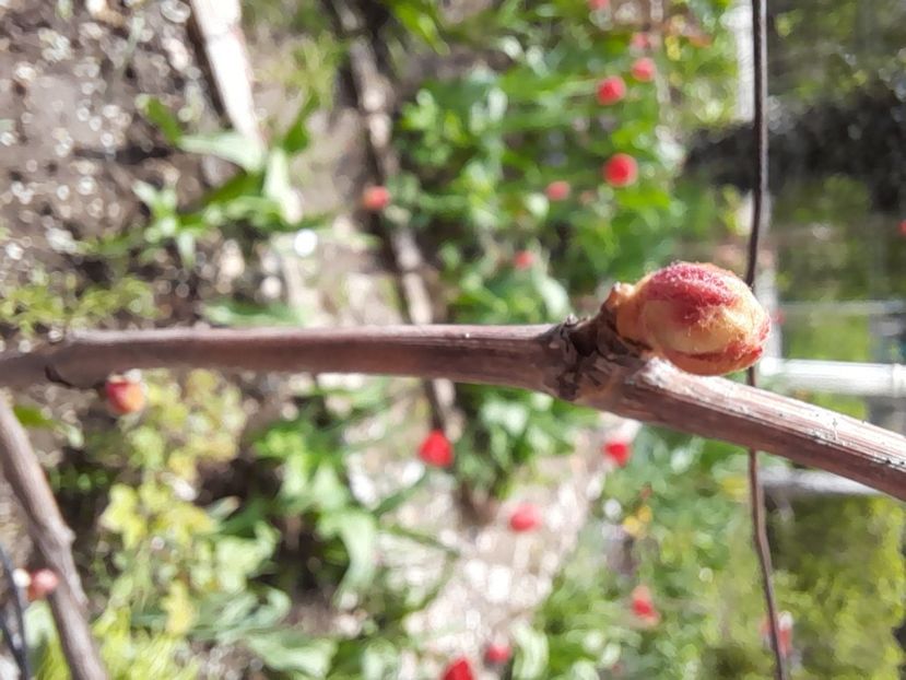  - File de primavara - 2021