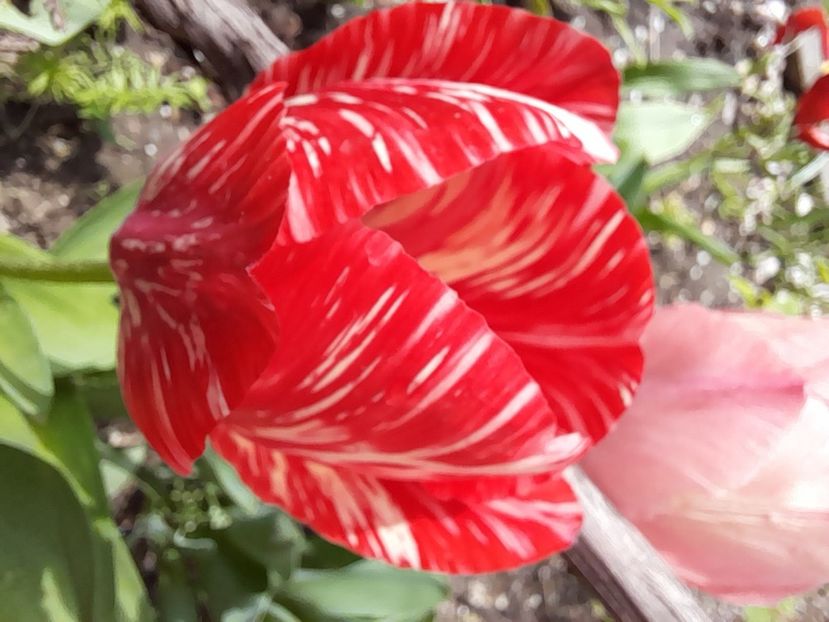  - File de primavara - 2021