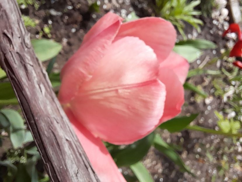  - File de primavara - 2021