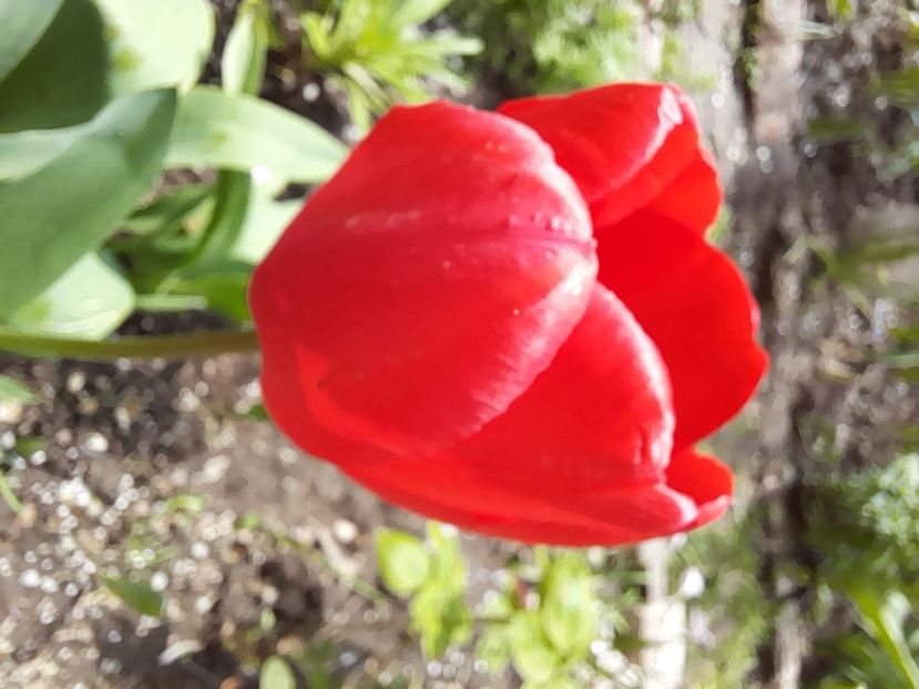  - File de primavara - 2021