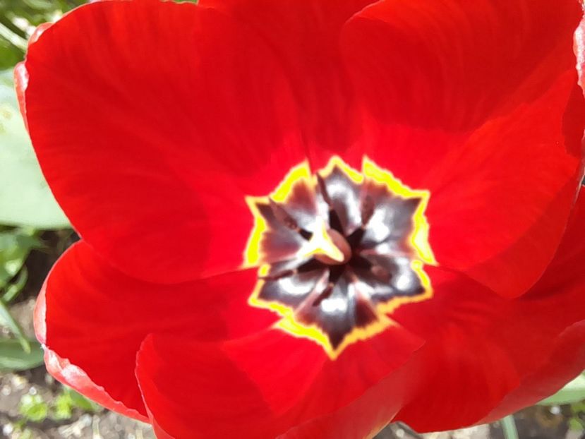  - File de primavara - 2021