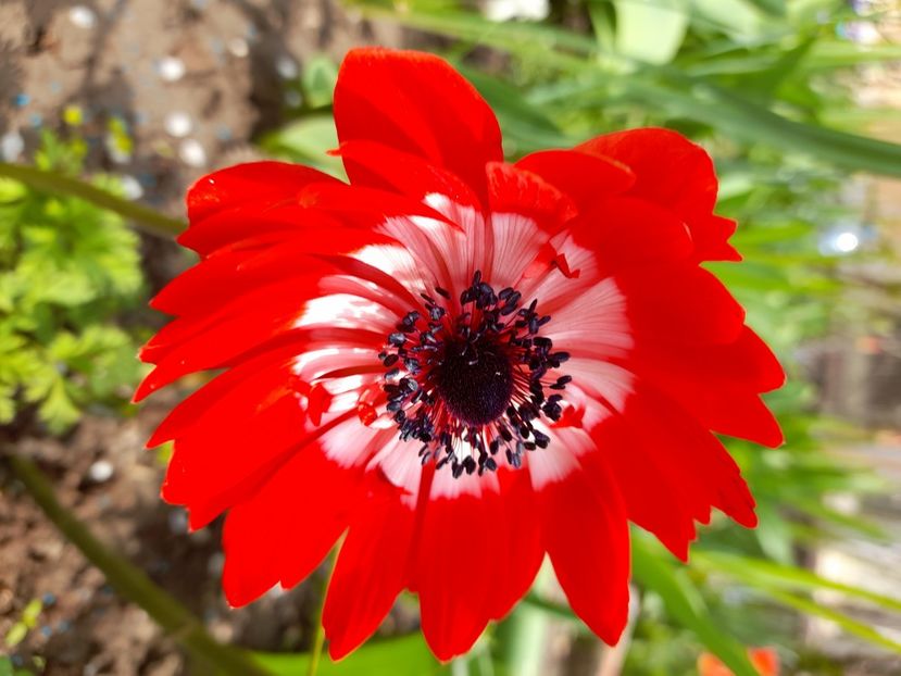  - File de primavara - 2021