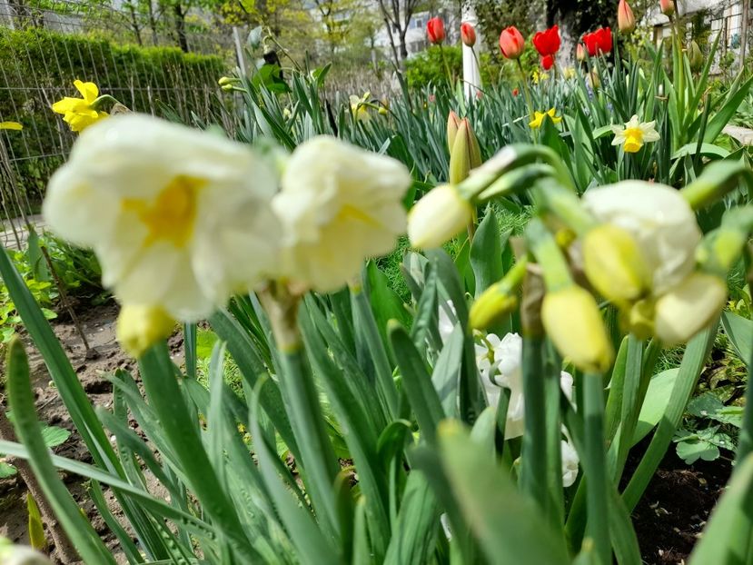  - File de primavara - 2021