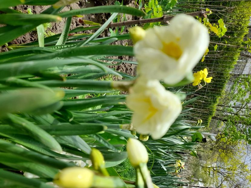  - File de primavara - 2021