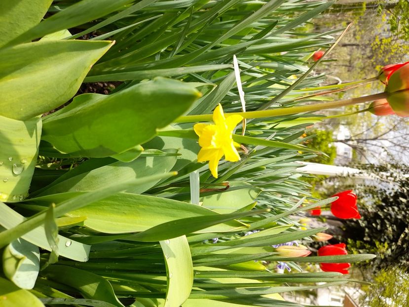  - File de primavara - 2021