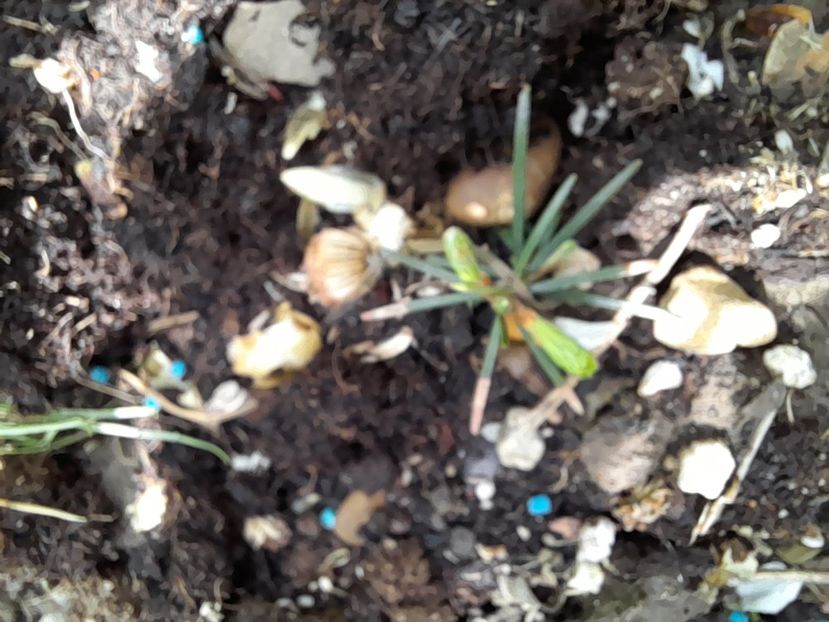  - File de primavara - 2021