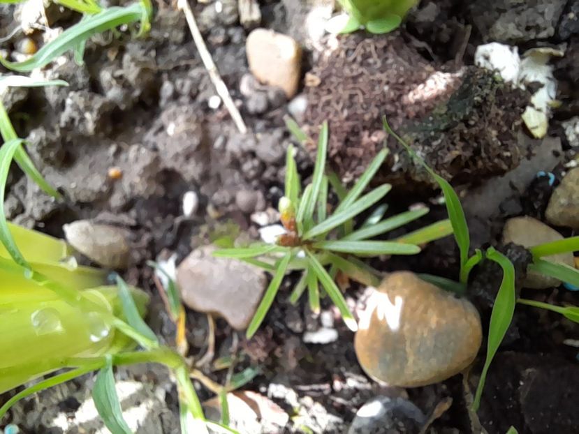  - File de primavara - 2021