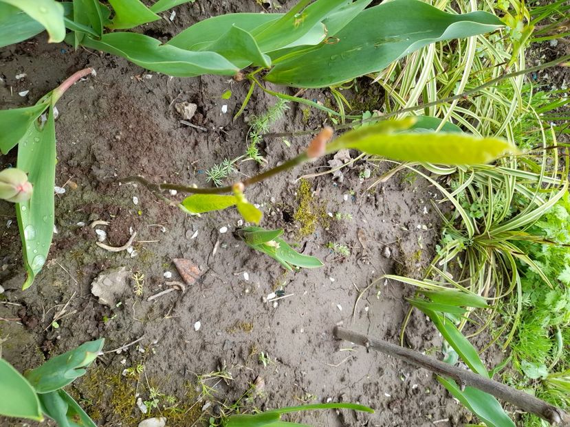  - File de primavara - 2021