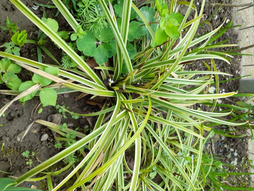  - File de primavara - 2021