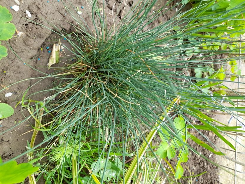  - File de primavara - 2021