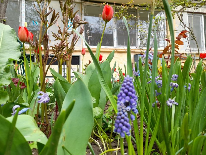  - File de primavara - 2021