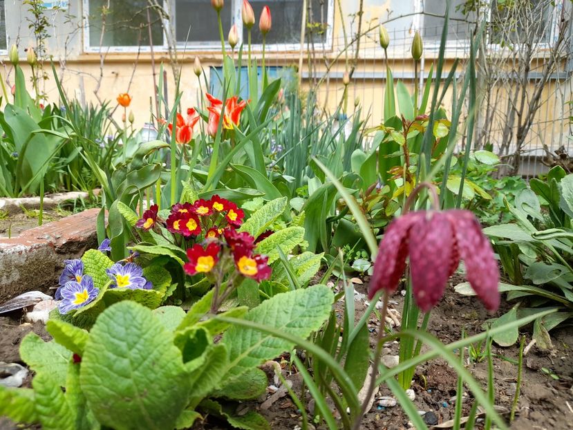  - File de primavara - 2021