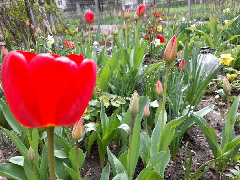  - File de primavara - 2021