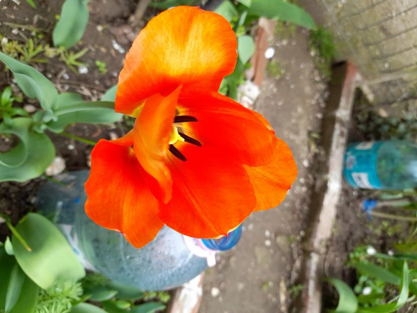  - File de primavara - 2021