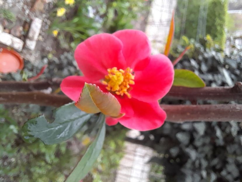  - File de primavara - 2021