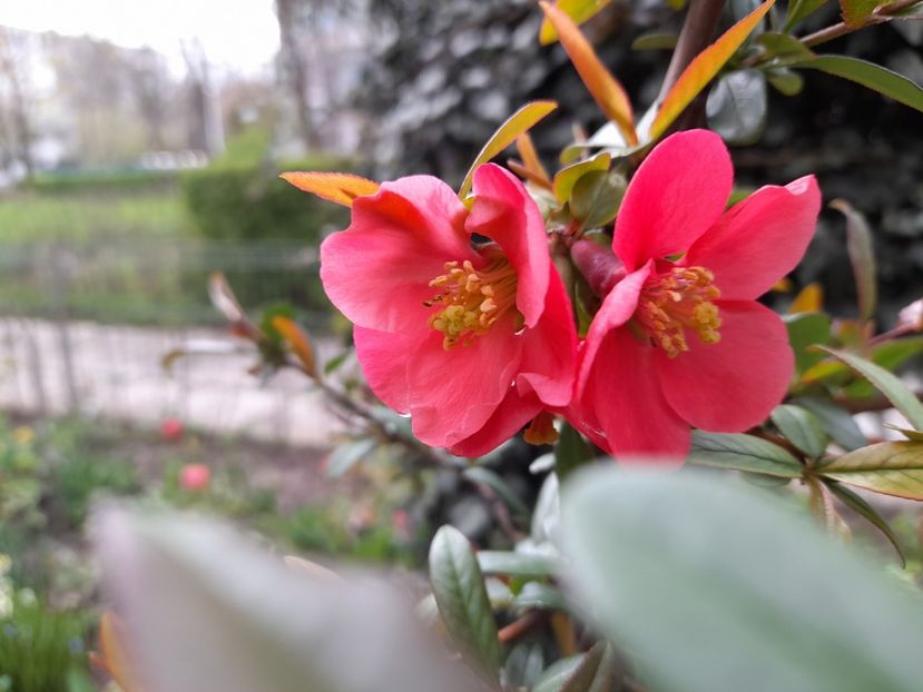  - File de primavara - 2021