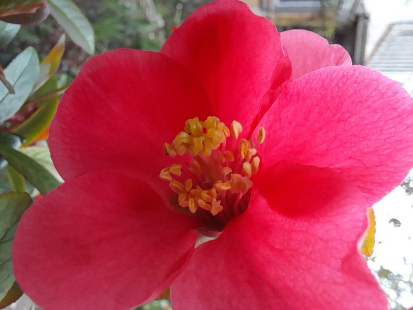  - File de primavara - 2021