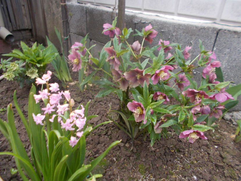  - HELLEBORUS 2020-2021-2022