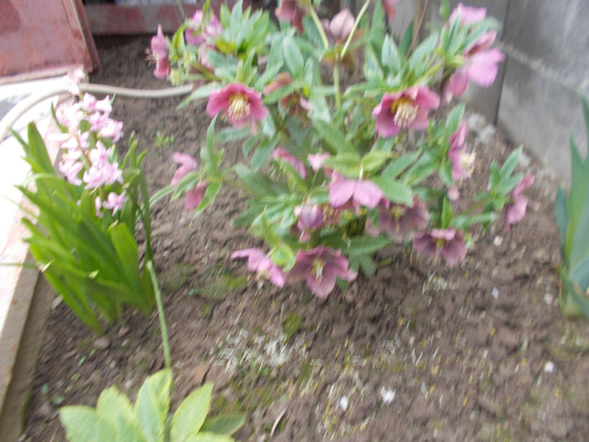  - HELLEBORUS 2020-2021-2022