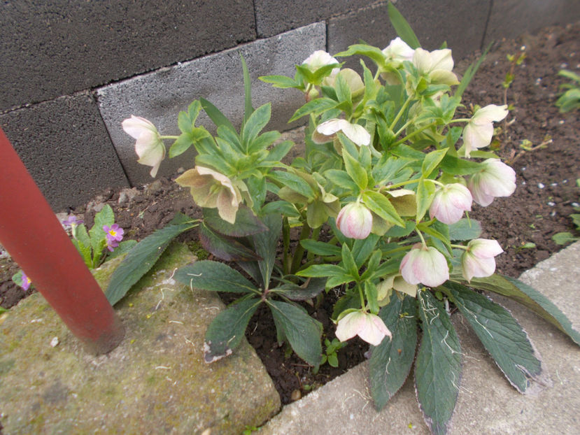  - HELLEBORUS 2020-2021-2022