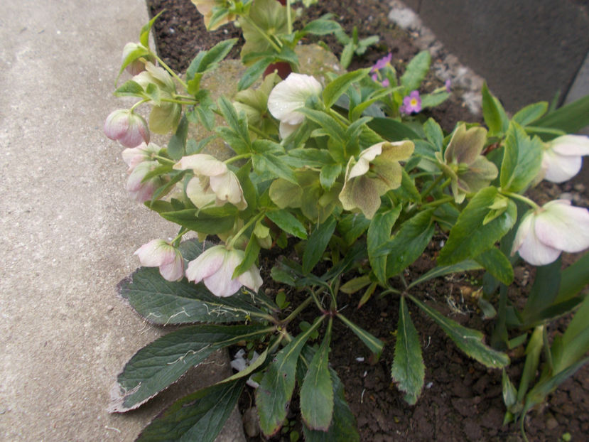  - HELLEBORUS 2020-2021-2022