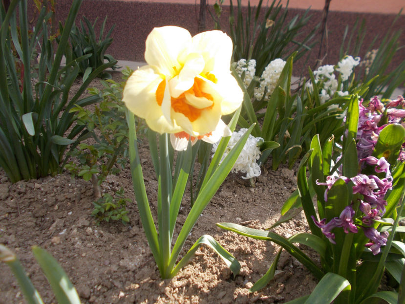  - FLORI DE PRIMAVARA-2021-2022