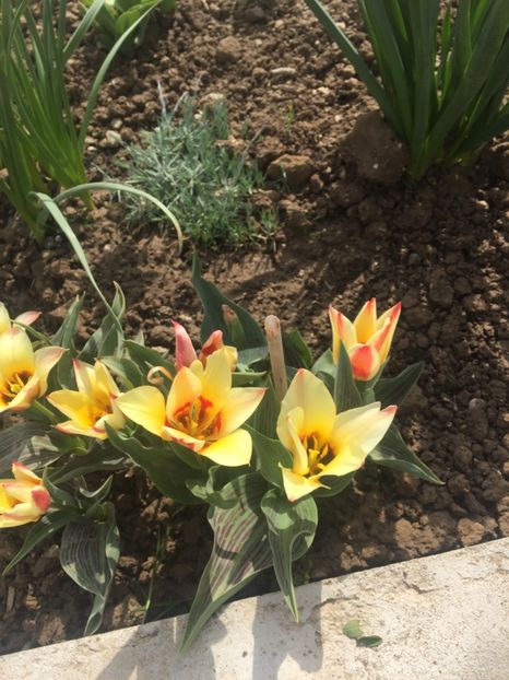 image - Primăvara 2021