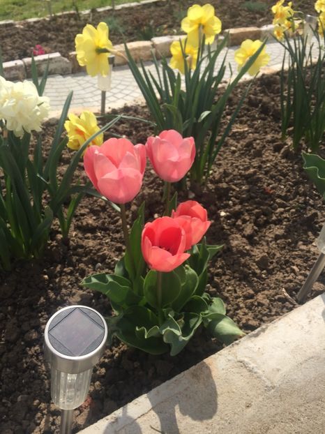 image - Primăvara 2021