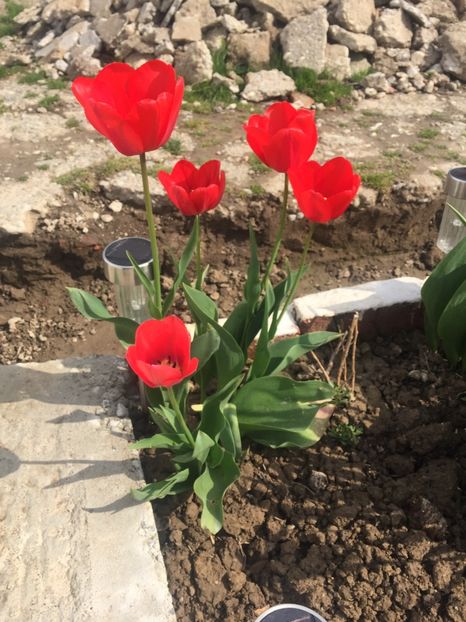 image - Primăvara 2021