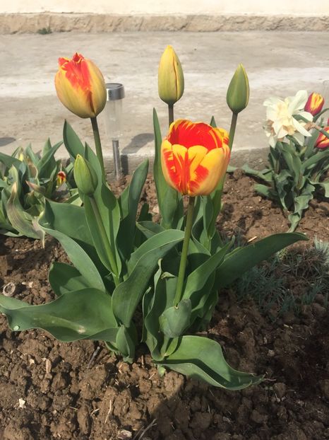 image - Primăvara 2021