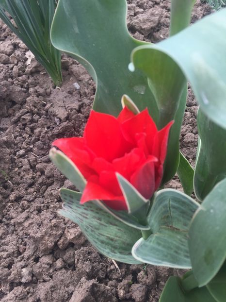 image - Primăvara 2021