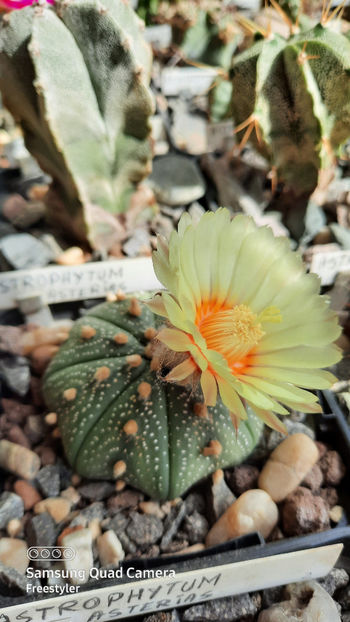 15.04.2021 - Astrophytum asterias